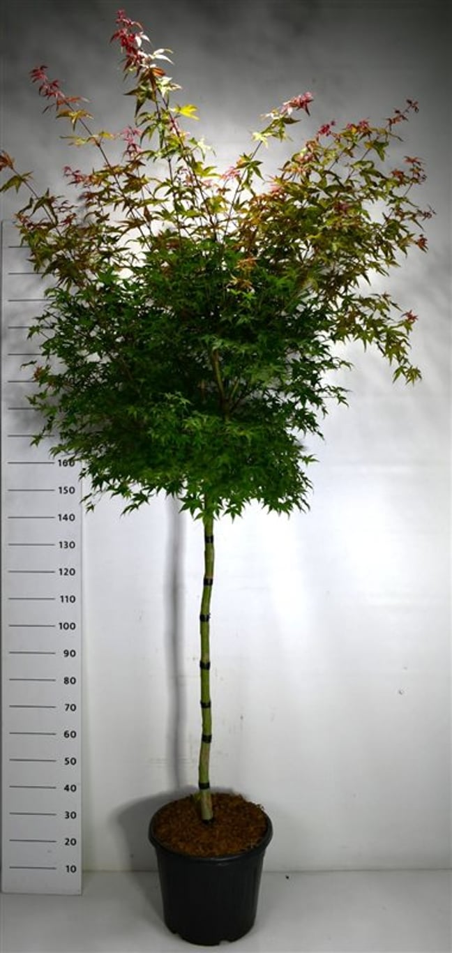 Acer pal. 'Beni-maiko' - 120 CM Stem C30